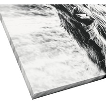 Giclée Leinwandbild Highland Cattle 80x80 cm