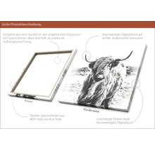 Giclée Leinwandbild Highland Cattle 80x80 cm