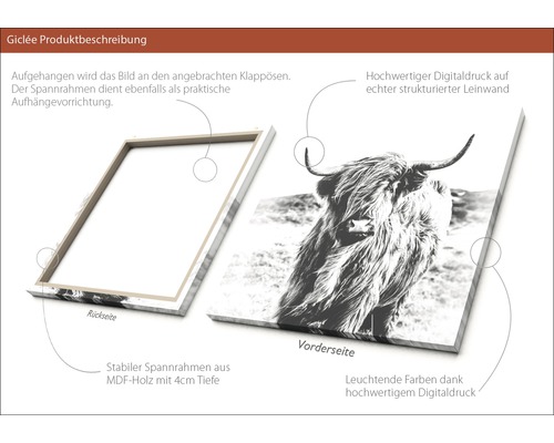 Leinwandbild mit Highlandrind-Motiv und MDF-Holzrahmen