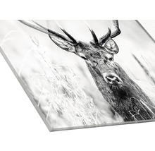 Glasbild Grey Deer Head ll 50x50 cm GLA2150