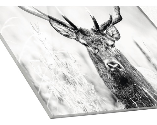 Schwarzweißes Acrylglasbild eines Hirsches