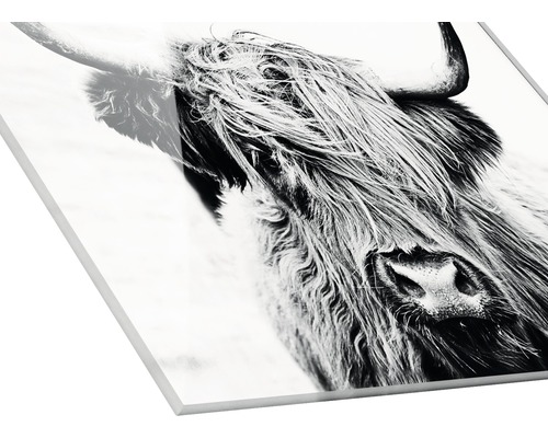 Image sur verre acrylique avec motif de vache Highland écossaise