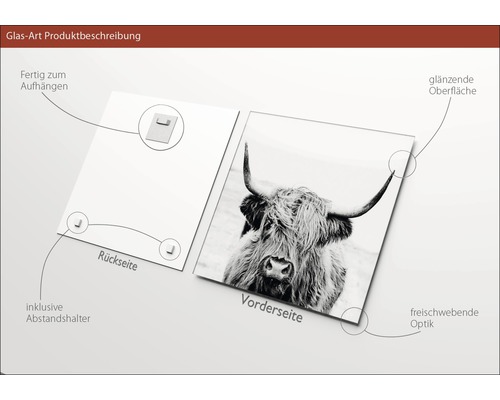 Image en verre avec un motif de vache Highland, entretoises et fixation murale incluses