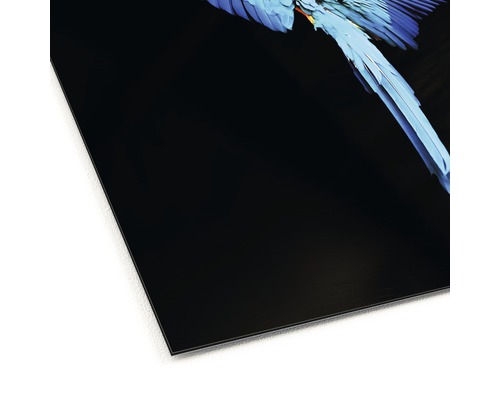 Alu-Dibond Druck mit einem Ara auf schwarzem Hintergrund