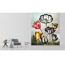 Fototapete mit Tulpenmotiv im Wohnraum, Größe 243 mal 280 Zentimeter