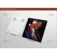 Glasbild Red Parrot 50x50 cm