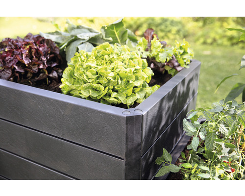 Hochbeet mit Salat im Garten