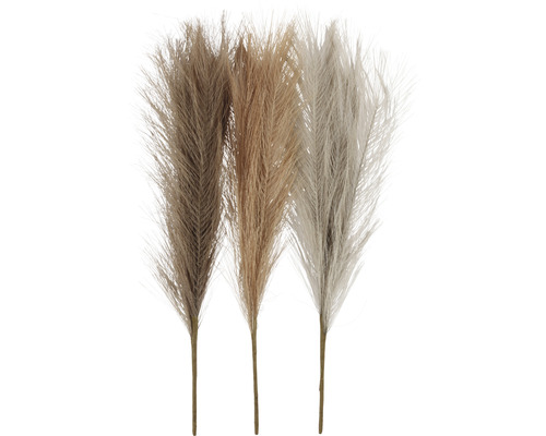 Herbe de la pampa beige clair/marron/gris, 3 pièces Trois tiges décoratives d''herbe aux plumes