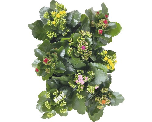Kalanchoe Pflanze mit verschiedenfarbigen Blüten