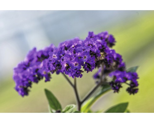 Gros plan d''une plante d''héliotrope avec des fleurs