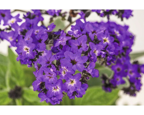 Gros plan sur des fleurs de vanille avec des fleurs violettes