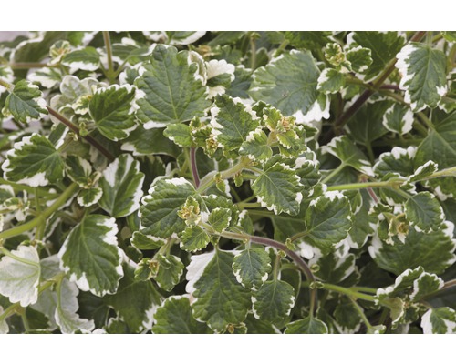 Plectranthus mit grün-weißen Blättern Nahaufnahme