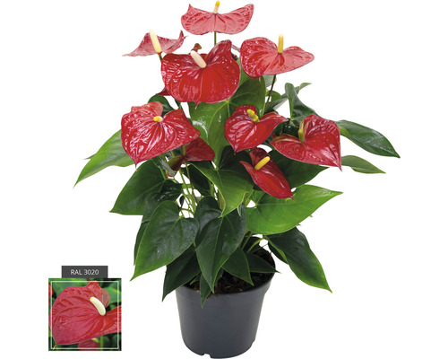 Langue de feu/Anthurium rouge FloraSelf Anthurium andreanum h 55-60 cm pot de Ø 17 cm