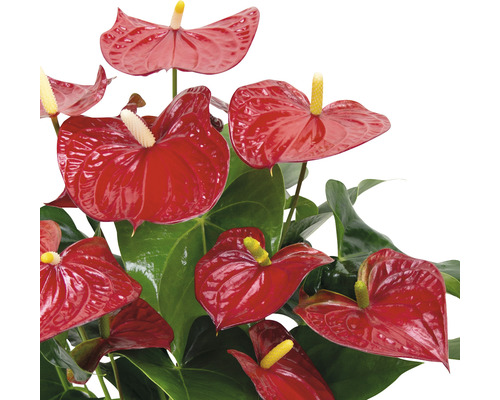 Plante anthurium avec fleurs rouges et feuilles vertes