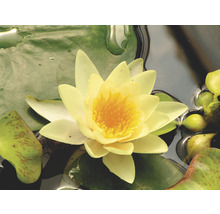 Nénuphar jaune dans l''eau avec feuilles de nénuphar