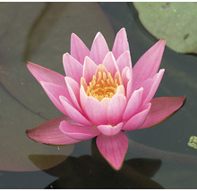 Nahaufnahme einer rosa Seerose im Wasser