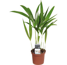 Palmiste multipliant FloraSelf Dypsis H 20-30 cm Ø 7 cm pot-thumb-0