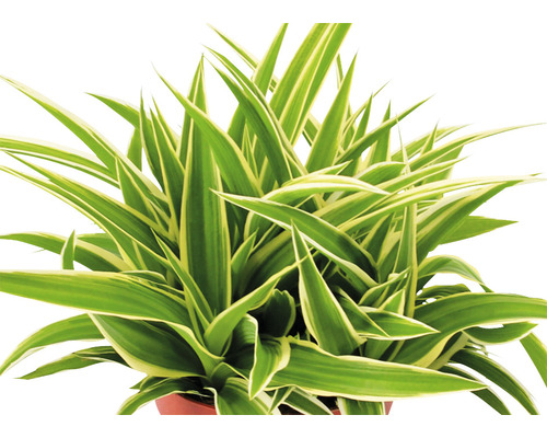 Phalangère en pot