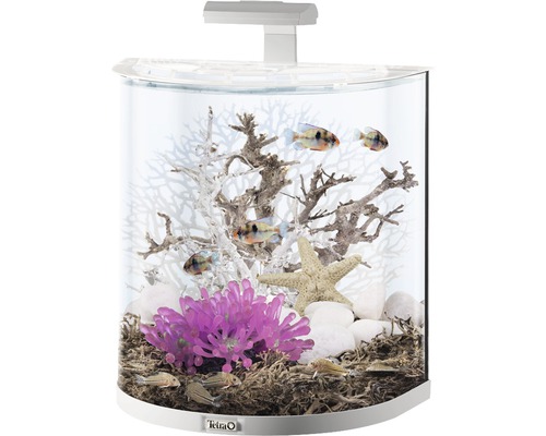 Aquarium avec décoration et poissons