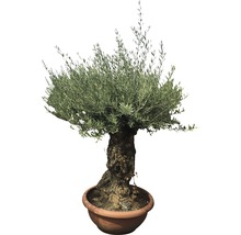 Olivier en pot