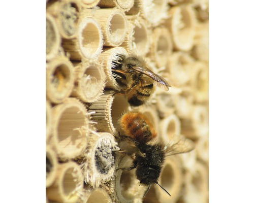 Gros plan d''un hôtel à insectes avec deux abeilles