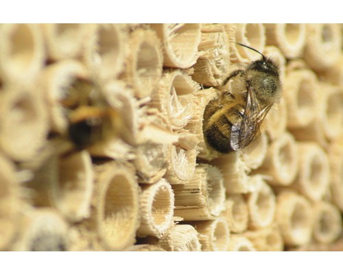 Gros plan d''un hôtel à insectes avec des abeilles sauvages