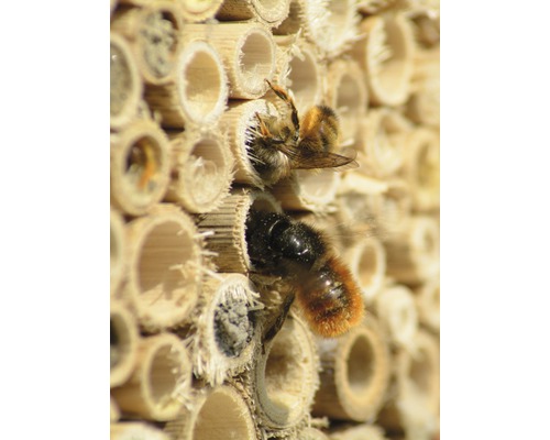 Gros plan d''un hôtel à insectes avec deux abeilles sauvages