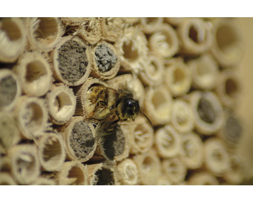 Gros plan d''un insecte devant un hôtel à insectes