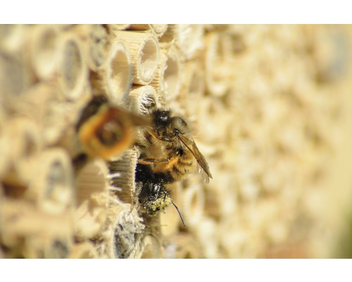 Gros plan d''abeilles sauvages sur un hôtel à insectes