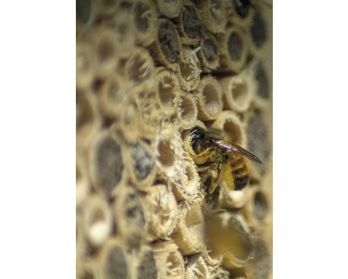 Gros plan d''une abeille solitaire sur un hôtel à insectes en bambou