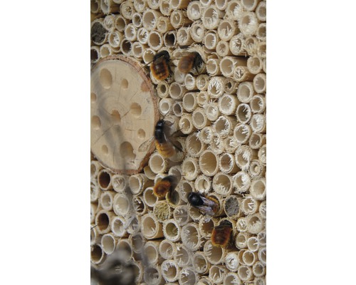 Insektenhotel mit Wildbienen vor Röhren