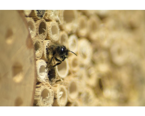 Nahaufnahme eines Wildbienenhauses mit einer Biene, die in einer der Bambusröhren sitzt