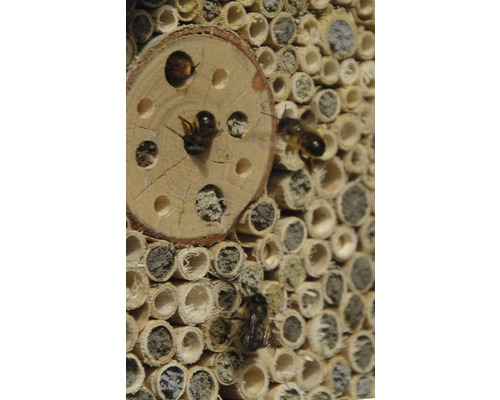 Insektenhotel mit Wildbienen