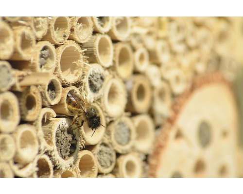 Insektenhotel mit einer Wildbiene