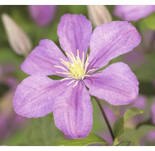Waldrebe FloraSelf Clematis-Cultivars 'Comtesse de Bouchaud' H 50-70 cm Co 2,3 L