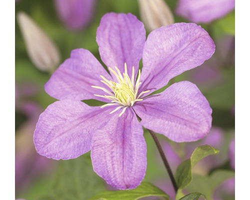 Waldrebe FloraSelf Clematis-Cultivars 'Comtesse de Bouchaud' H 50-70 cm Co 2,3 L