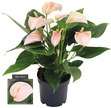 Anthurium rose, plante en pot avec feuilles vertes dans un pot noir