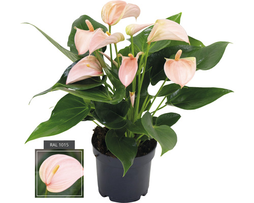 Langue de feu Anthurium andreanum 'Joli Peach' H 20-30 cm pot Ø 12 cm