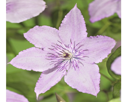 Clématite FloraSelf Clematis-Cultivras 'Hagley Hybrid' H 50-70 cm Co 2,3 l