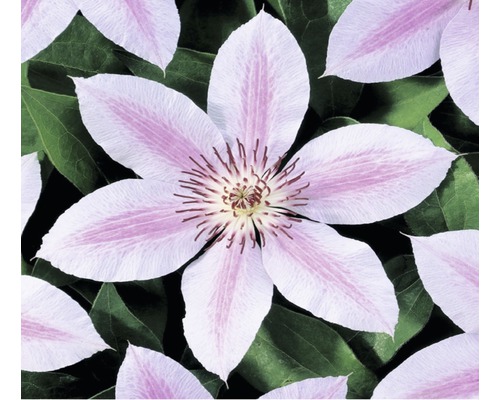 Waldrebe FloraSelf Clematis 'John Paul II' H 50-70 cm Co 2,3 L Waldrebe FloraSelf Clematis 'John Paul II' H 50-70 cm Co 2,3 L