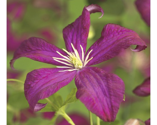 Waldrebe FloraSelf Clematis viticella 'Madame Julia Correvon' H 50-70 cm Co 2,3 L