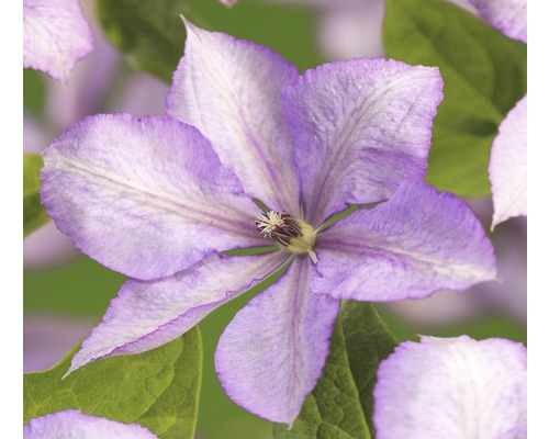 Clématite FloraSelf Clematis-Cultivars 'Margaret Hunt' H 50-70 cm Co 2,3 L