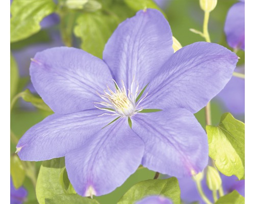 Clématite FloraSelf Clematis-Cultivars 'Mrs. Cholmondeley' H 50-70 cm Co 2,3 l