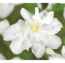 Waldrebe FloraSelf Clematis-Cultivars 'Sylvia Denny' H 50-70 cm Co 2,3 L