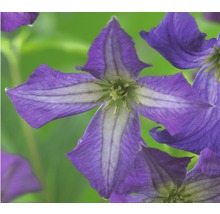 Waldrebe FloraSelf Clematis viticella H 50-70 cm Co 2,3 L blau
