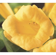 Gelbe Klettertrompete Blüte Nahaufnahme
