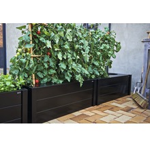 Parterre avec plants de tomates et support de croissance à l''extérieur