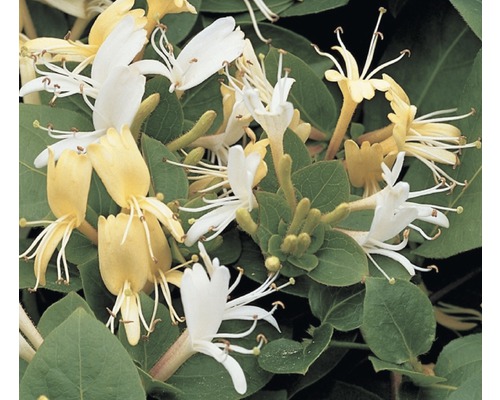 Geissblatt, Heckenkirsche FloraSelf Lonicera japonica 'Hall's Prolific' H 50-70 cm Co 2,3 L