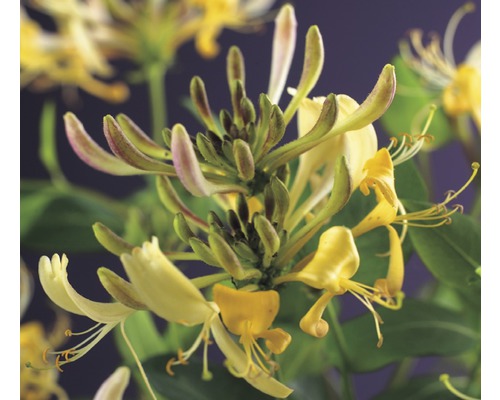 Chèvrefeuille FloraSelf Lonicera periclymenum H 53-70 cm Co 2,3 L jaune/blanc-0