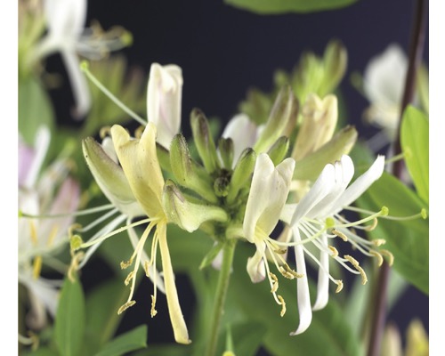 Chèvrefeuille FloraSelf Lonicera periclymenum 'Belgica Select' H 50-70 cm Co 2,3 l